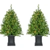 Boxwood Porch Tree In Black Pot With Warm White Lights, Set Of 2